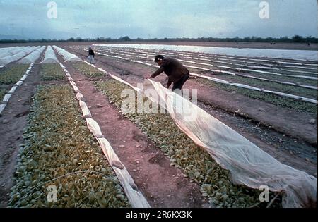 Activités agricoles dans la province de Salta, Argentine, Amérique du Sud, vers 1970 Banque D'Images