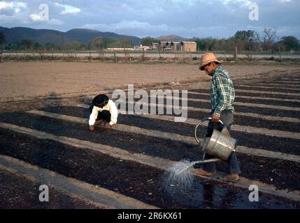 Activités agricoles dans la province de Salta, Argentine, Amérique du Sud, vers 1970 Banque D'Images