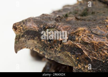 La tortue alligator (Macrochelys temminckii) est isolée sur fond blanc Banque D'Images