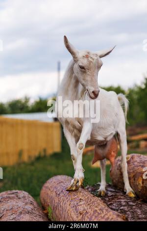 belles promenades en chèvre blanc laiteux sur une pile de grumes de pin Banque D'Images