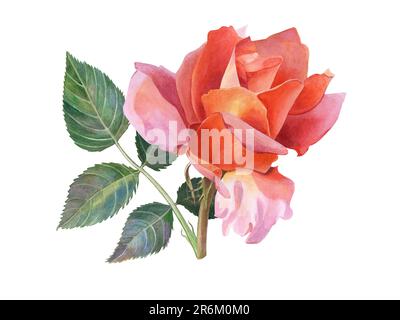 Une fleur de rose de thé aux pétales orange-rose, avec des feuilles sur la tige. Illustration aquarelle, dessinée à la main. Isolé sur un fond blanc. Clip-art Banque D'Images