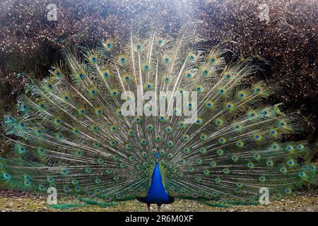 Peacock dans les jardins de Schloss Ambras, château et palais de la Renaissance situé dans les collines au-dessus d'Innsbruck, Autriche, Europe Banque D'Images