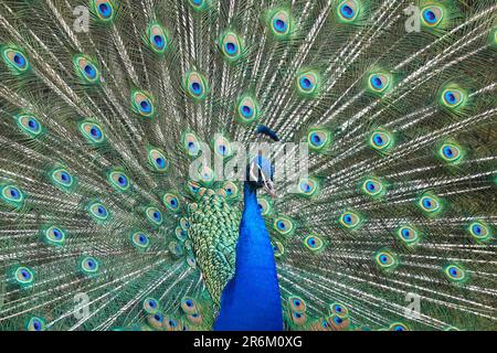 Peacock dans les jardins de Schloss Ambras, château et palais de la Renaissance situé dans les collines au-dessus d'Innsbruck, Autriche, Europe Banque D'Images