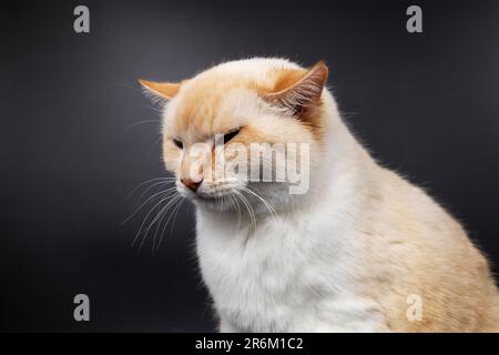 chat malade blanc rouge avec des oreilles abaissées Banque D'Images