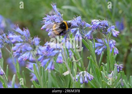 Une abeille collectrice de pollen d'une plante de Moltkia petraea. Banque D'Images