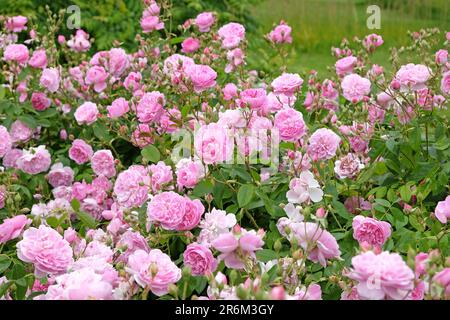 Rosa Harlow Carr en fleur. Banque D'Images