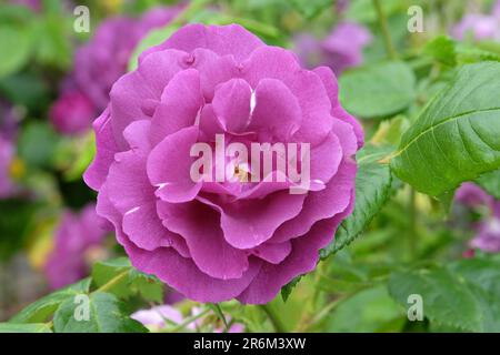 Violet Rosa 'Rhapsody in Blue' en fleur Banque D'Images