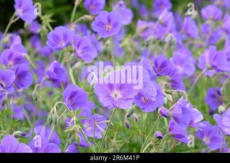 Hardy Geranium 'Orion' en fleur. Banque D'Images