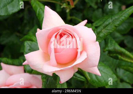 Rose pâle 'Aphrodite' en fleur. Banque D'Images