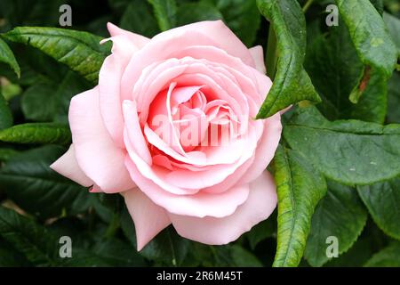 Rose pâle 'Aphrodite' en fleur. Banque D'Images