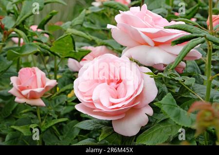 Rose pâle 'Aphrodite' en fleur. Banque D'Images