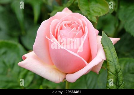 Rose pâle 'Aphrodite' en fleur. Banque D'Images