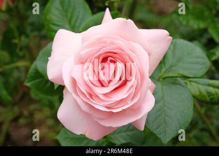 Rose pâle 'Aphrodite' en fleur. Banque D'Images