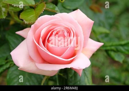 Rose pâle 'Aphrodite' en fleur. Banque D'Images