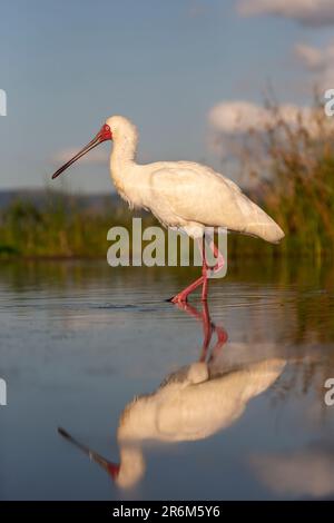 Afro-Spoonbill (Platalea alba), réserve de gibier de Zimanga, KwaZulu-Natal, Afrique du Sud, Afrique Banque D'Images