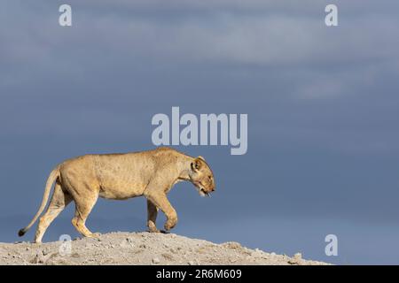 Lioness (Panthera leo), parc national d'Amboseli, Kenya, Afrique de l'est Banque D'Images