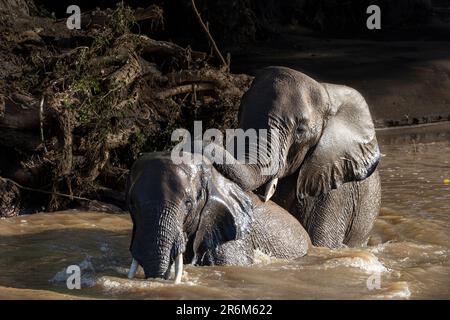 Baignade des éléphants d'Afrique (Loxodonta africana), réserve de gibier de Mashatu, Botswana, Afrique Banque D'Images