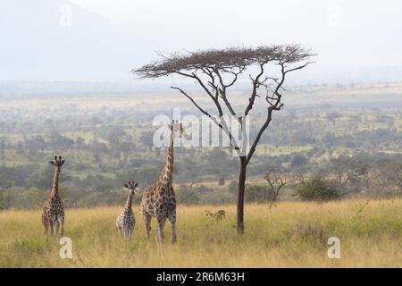 Girafes (Giraffa camelopardalis), réserve de gibier de Zimanga, KwaZulu-Natal, Afrique du Sud, Afrique Banque D'Images