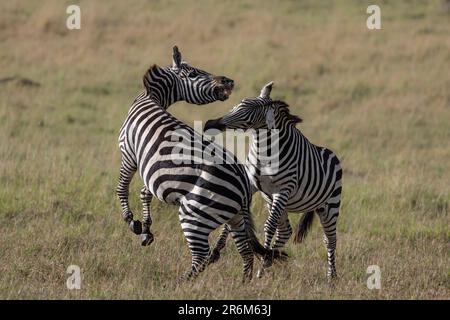 Lutte contre le zèbre des plaines (Equus quagga boehmi), Masai Mara, Kenya, Afrique de l'est, Afrique Banque D'Images