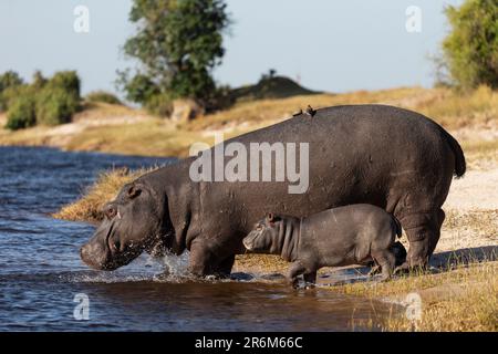 Hippopotame (Hippopotamus amphibius) et son veau, Chobe National Park, Botswana, Africa Banque D'Images