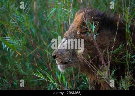 Lion (Panthera leo), Zimanga Private Game Reserve, KwaZulu-Natal, Afrique du Sud, l'Afrique Banque D'Images