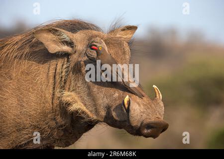 Boeufs à bec rouge (Buphagus erythrorynchus) sur le warthog (Phacochoerus africanus), réserve de gibier de Zimanga, Afrique du Sud, Afrique Banque D'Images