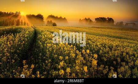 Lever du soleil sur un champ de canola, Nouvelle-Galles du Sud, Australie Banque D'Images