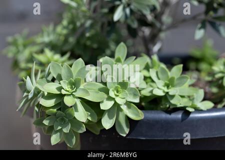 Composition de plantes succulentes en pot sombre pour la décoration à l'extérieur. Gros plan Banque D'Images