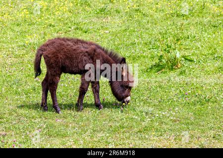 Jeune poulain d'âne miniature avec un joli nez blanc et un manteau brun moelleux de châtaignier paissant dans un champ vert. Irlande Banque D'Images