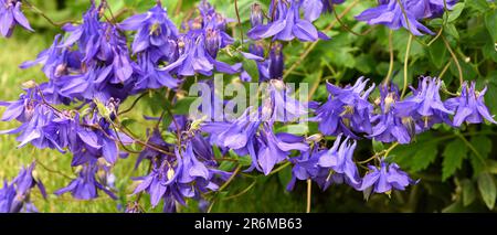 Une grappe de fleurs bleu aquilegia. Banque D'Images