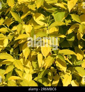 Le feuillage doré de Philadelphus coronarius aureus. Banque D'Images