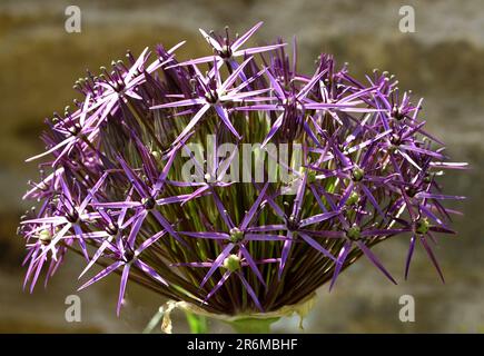 Une jeune tête de fleur d'Allium Christophii commence à s'ouvrir. Banque D'Images