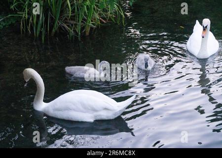 Cygnets et cygnes sur la Tamise près de Henley-on-Thames. Anna Watson/Alamy Banque D'Images