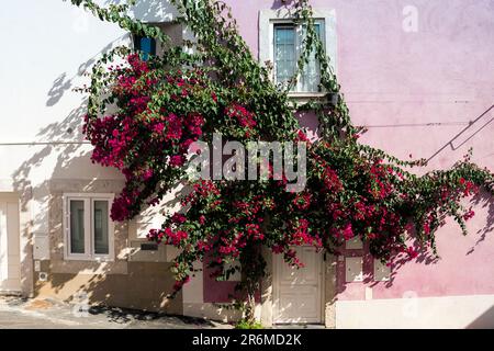 Rose rouge en fleurs se poussant contre un mur de bâtiment résidentiel Banque D'Images