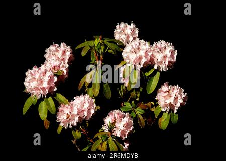 Arbuste de rhododendron avec des fleurs isolées sur fond noir Banque D'Images