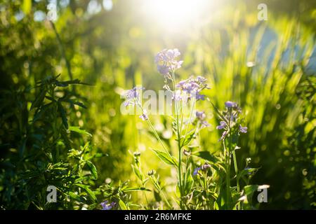 Belles fleurs violettes de Lunaria annua, fleurs d'honnêteté annuelle (Dollar d'argent, usine d'argent) le soir ensoleillé d'été. La beauté dans la nature. Banque D'Images