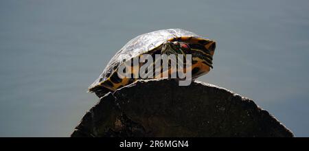 La tortue se couche au soleil en montant sur une bûche qui dépasse de l'eau Banque D'Images