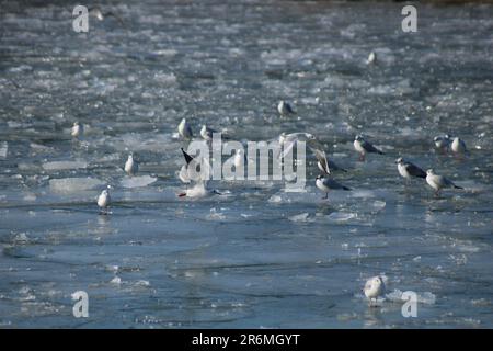 Une scène d'hiver à couper le souffle avec plusieurs mouettes perchées au-dessus d'une feuille de glace solide dans un plan d'eau Banque D'Images