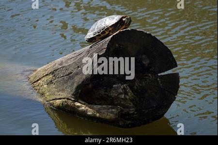 La tortue se couche au soleil en montant sur une bûche qui dépasse de l'eau Banque D'Images