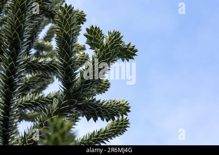 branches de l'arbre araucaria contre le ciel Banque D'Images