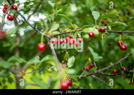 Fruits de cerise mûrs accrochés à une branche de cerisier. Récolte de baies dans le verger de cerise après la pluie. Banque D'Images