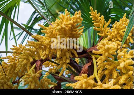 Trachycarpus fortunei. La fleur jaune du palmier de chanvre chinois. Il s'agit d'une inflorescence composée de nombreuses fleurs simples. Le CoB est multi-ramifié A. Banque D'Images