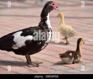 La mère canard en premier plan avec ses deux petits canetons de bébé Banque D'Images