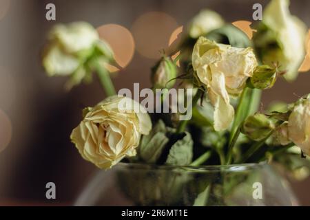 Bouquet de roses miniatures altérées. Petites roses séchées dans un vase. Fleurs blanches de gros plan. Concept de flétrissement. Concept de joint. Concept d'amour triste. Banque D'Images