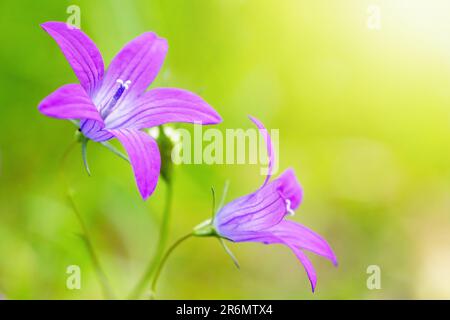 Deux fleurs de bellflower (Campanula patula) sur fond vert. Horizontalement. Banque D'Images