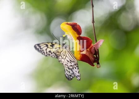 Le papillon MALABAR Tree Nymph est accroché à une fleur rouge et jaune. Banque D'Images