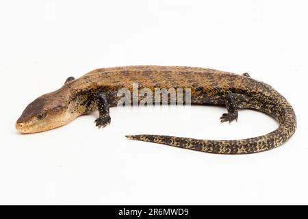 Lizard à scinque géante à ton bleu ou Tiliqua gigas merauke isolé sur fond blanc Banque D'Images
