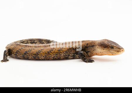 Lizard à scinque géante à ton bleu ou Tiliqua gigas merauke isolé sur fond blanc Banque D'Images