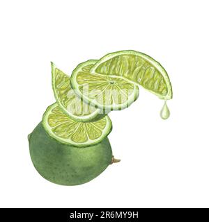 Aquarelle concept d'équilibre fait de tranches de citron vert frais de différentes tailles, agrumes entiers et goutte de jus goutte de la pièce isolée sur blanc Banque D'Images