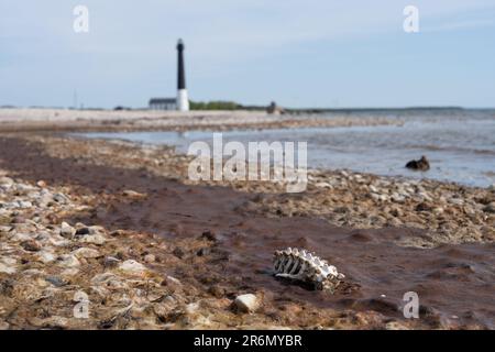 Petit squelette avec le phare de Sõrve au loin sur l'île de Saarema en Estonie Banque D'Images
